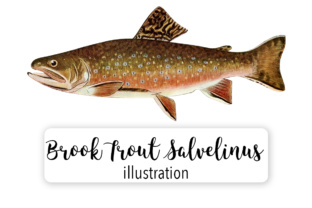 Adult Male Brook Trout Illustrations