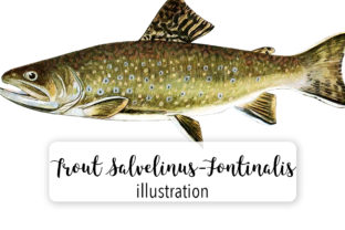Adult Male Brook Trout Salvelinus Fontinalis