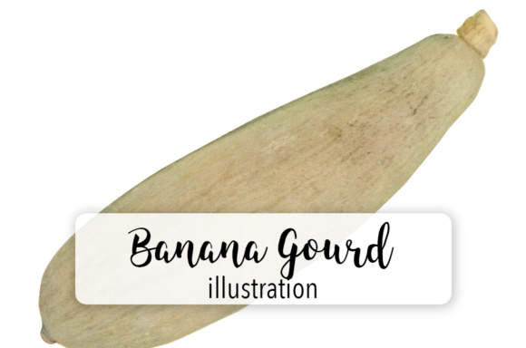 Banana Gourd Illustrations