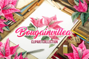 Bougainvillea Floral Clipart and Illustrations