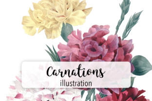 Carnation Varieties Illustrations