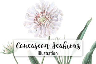 Caucasean Scabious Illustrations