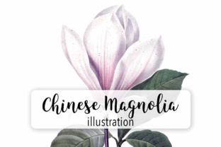 Chinese Magnolia Illustrations