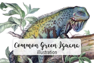 Common Green Iguana Embroidery Design
