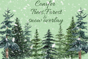 Conifers Trees Clipart and Illustrations