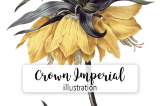 Crown Imperial Lily