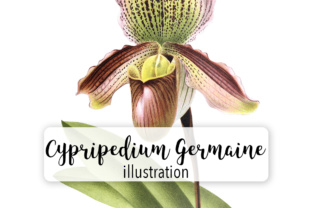 Cypripedium Germaine Illustrations