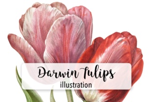 Darwin Tulips Illustrations