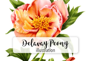 Delavay Peony Illustrations for Local Branding