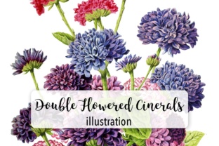 Double Flowered Cinerals and Illustrations