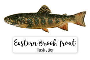 Eastern Brook Trout Illustrations