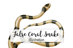 False Coral Snake