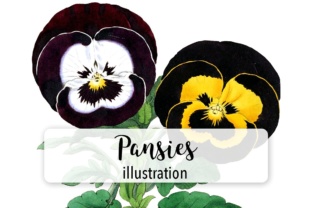 Flowers Vintage Pansies Illustrations