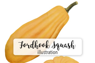 Fordhook Squash and Perfect Gem Graphic Illustrations