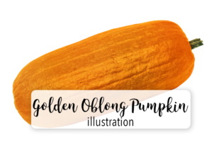 Golden Oblong Pumpkin Illustrations