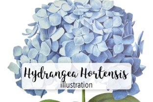 Hydrangea Hortensis Illustrations