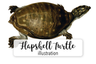 Indian Flapshell Turtle Embroidery Design