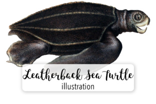 Leatherback Sea Turtle Illustrations