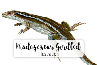 Madagascar Girdles Lizard