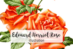 Madame Edouard Herriot Rose