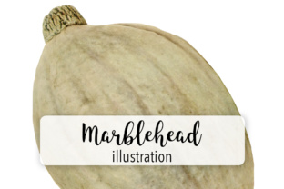 Marblehead Squash Illustrations