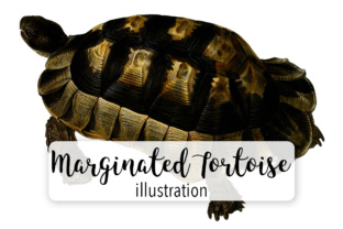 Marginated Tortoise Craft Illustrations