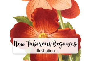 New Tuberous Begonias Watercolors Illustrations