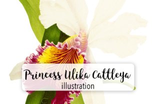Princess Ulika Cattleya Illustrations