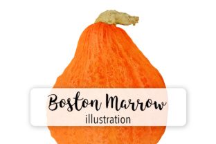 Pumpkin Boston Marrow Illustrations
