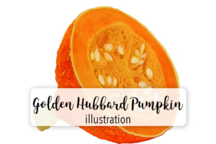 Pumpkin Golden Hubbard Graphic Illustrations