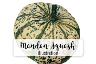 Pumpkin - Mandan Squash