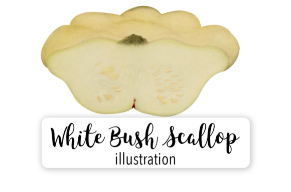 Pumpkin White Bush Scallop