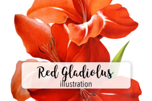 Red Gladiolus Illustrations