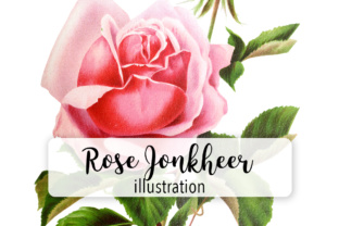 Rose Jonkheer Illustrations