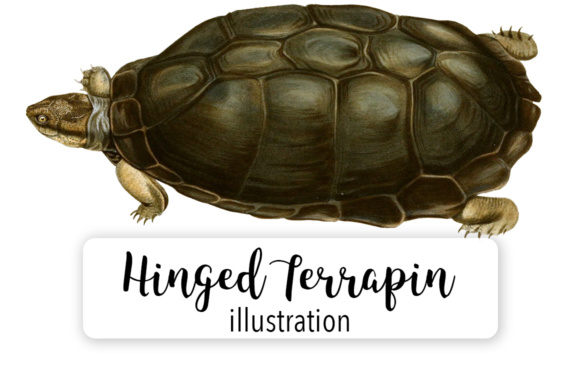 Serrated Hinged Terrapin Illustrations