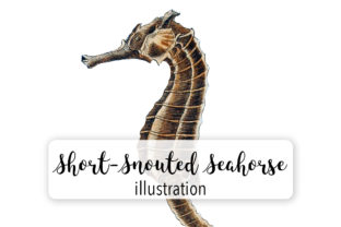 Short Snouded Seashorse Illustrations