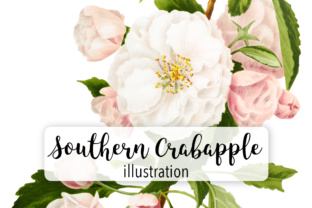 Southern Crabapple Illustrations