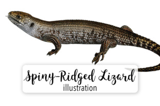 Spiny Ridged Lizard Illustrations
