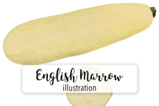 Squash - English Vegetable Marrow Illustrations