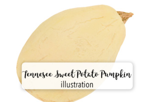 Squash - Tennessee Sweet Potato Illustrations