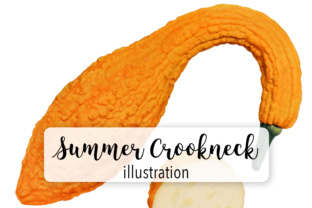Summer Crookneck Squash Illustrations
