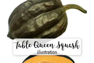 Table Queen Squash Illustrations