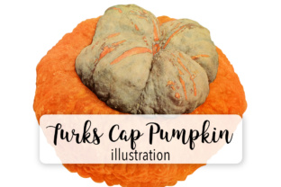 Turks Cap Pumpkin