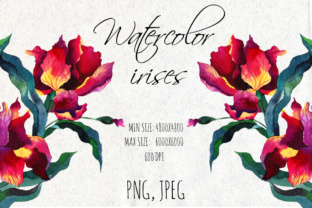 Watercolor Iris Flowers Illustrations