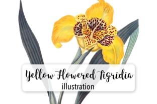 Yellow Flowered Tigridia