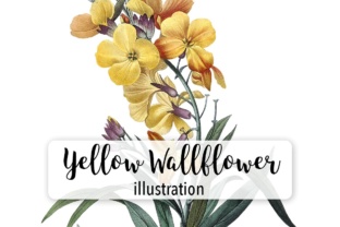 Yellow Wallflower Illustrations