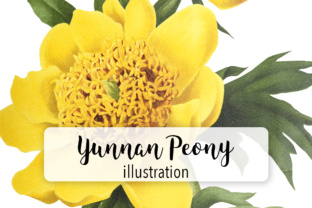 Yunnan Peony Illustrations